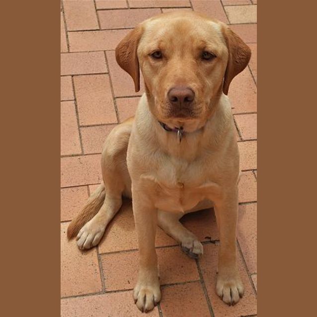 Photo of Tipper