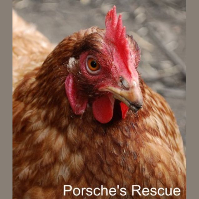 Photo of Chookie 6  Vaccinated