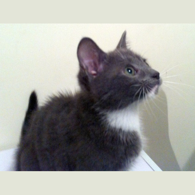 Photo of Loki   On Trial In His New Home!