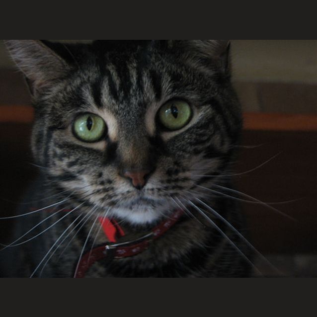 Photo of Buttons