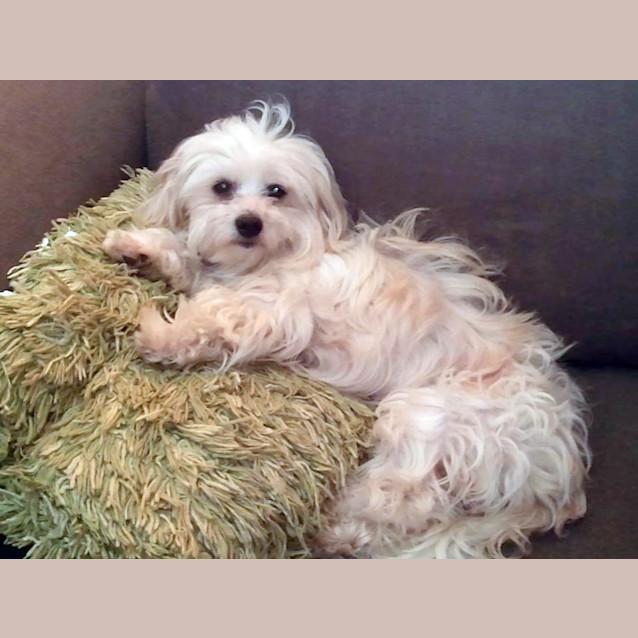Photo of Missy (On Trial)