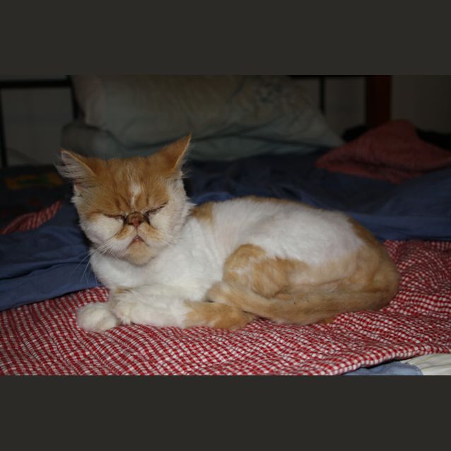 Photo of Chucky