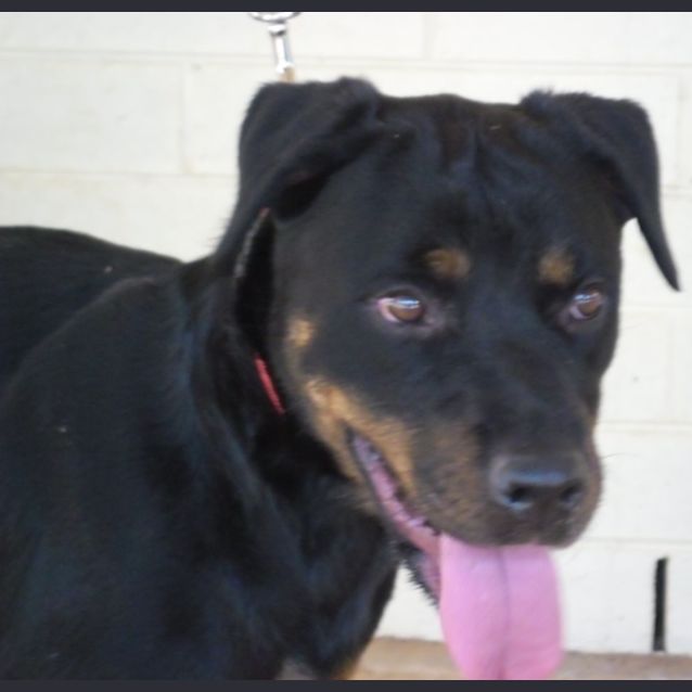 Photo of Sheena(d1983)*Adopted*