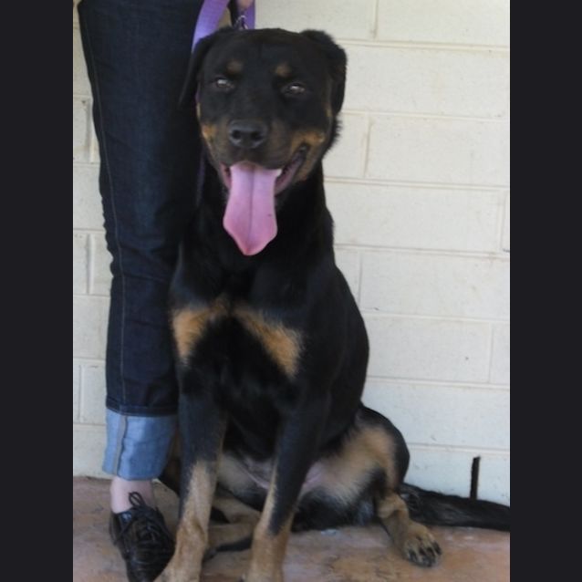 Photo of Sheena(d1983)*Adopted*