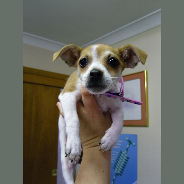 Photo of Cleo   Adopted!!!