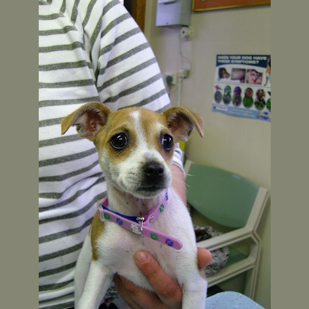 Photo of Cleo   Adopted!!!