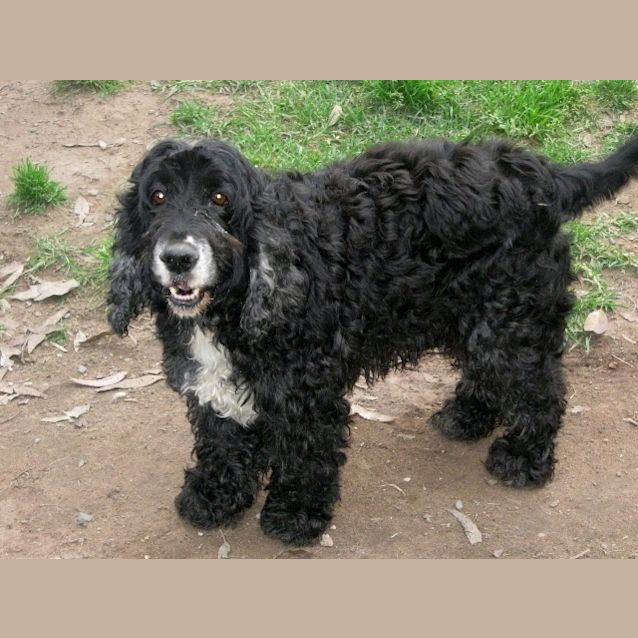 Photo of George (Adoption Pending)