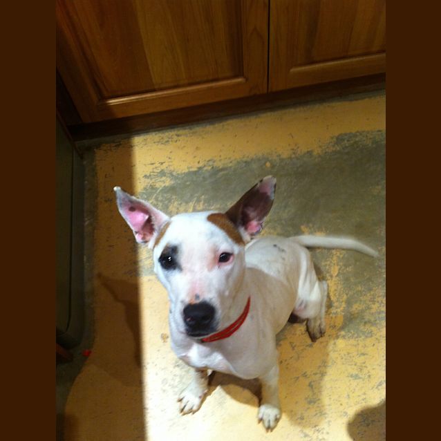 Photo of Alexis Av346 * Adoption Pending*