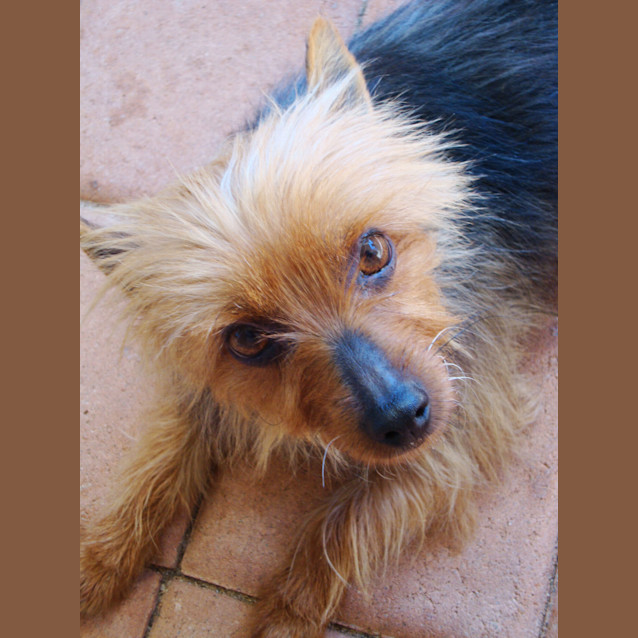 Photo of Amber