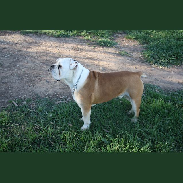 Photo of Oscar