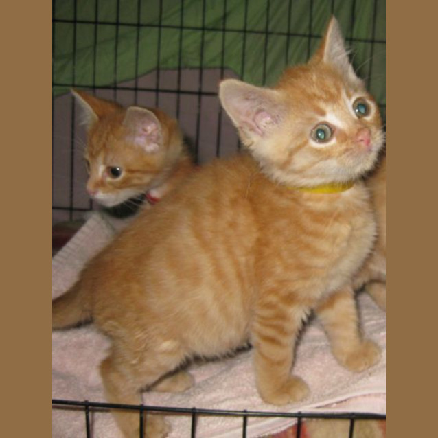 Photo of Honey