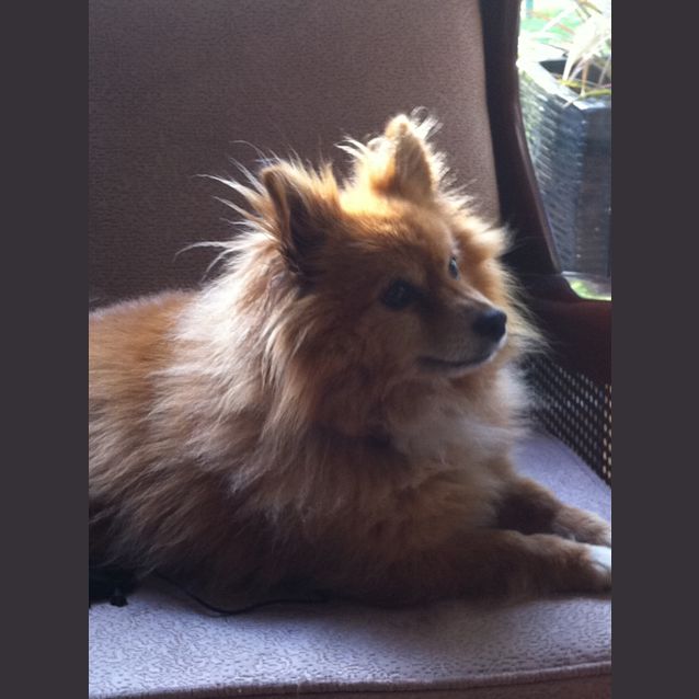 Photo of Tyson