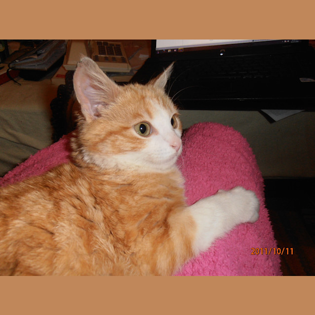 Photo of Little Walker