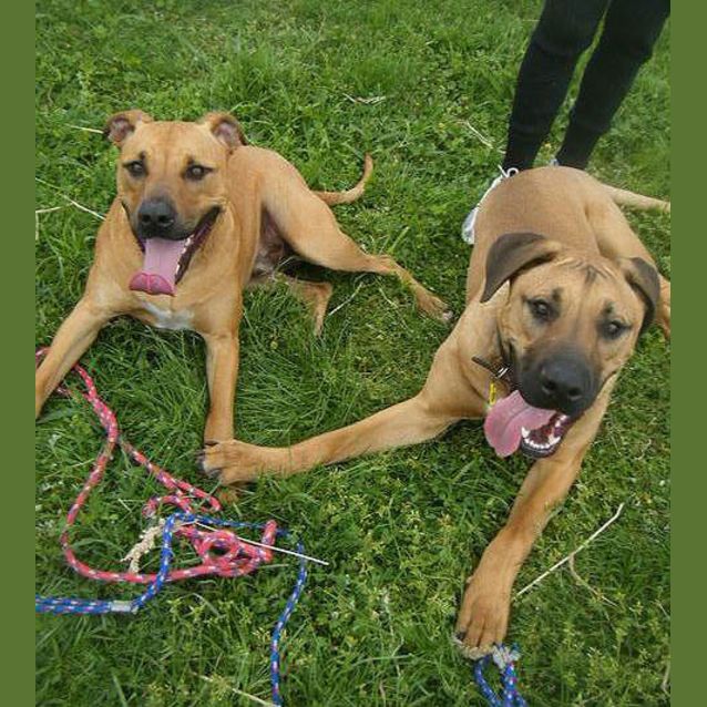 Photo of Jaxon & Buddy (To Be Rehomed Together)