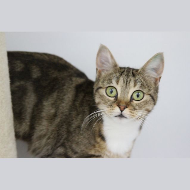 Photo of C10892 Lily