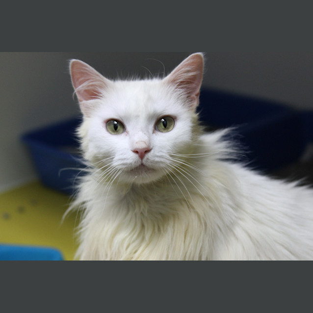 Photo of Charlotte C10635