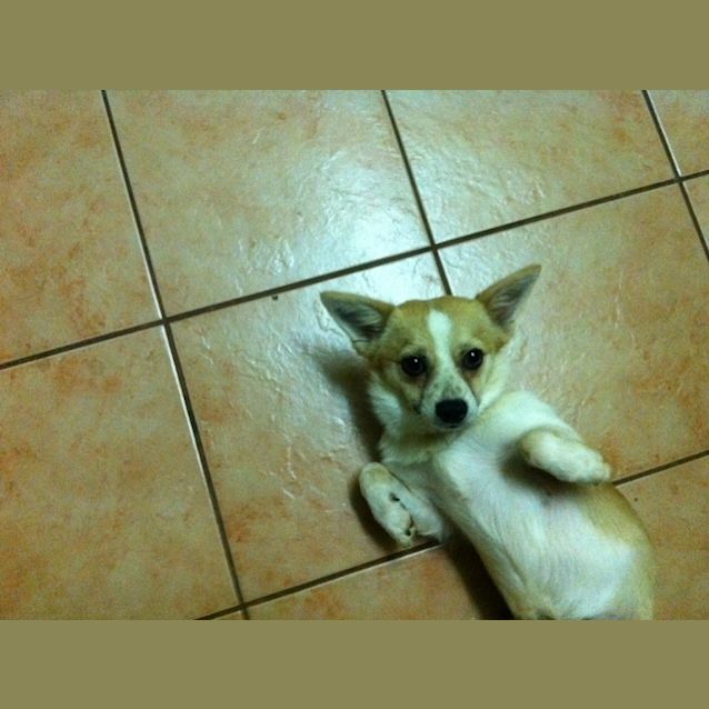 Photo of Felix