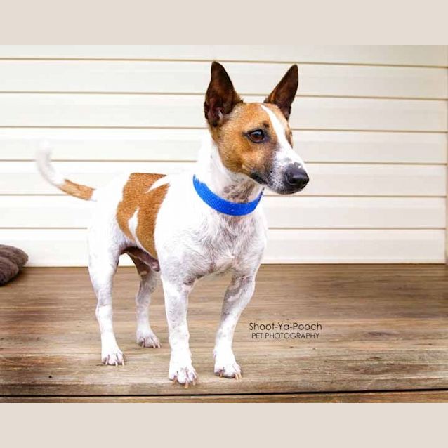 Photo of Spot (On Trial)