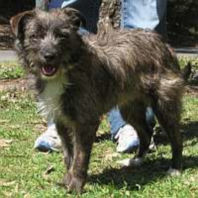 Photo of Muffin *Adoption Pending*