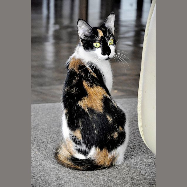 Photo of Celene