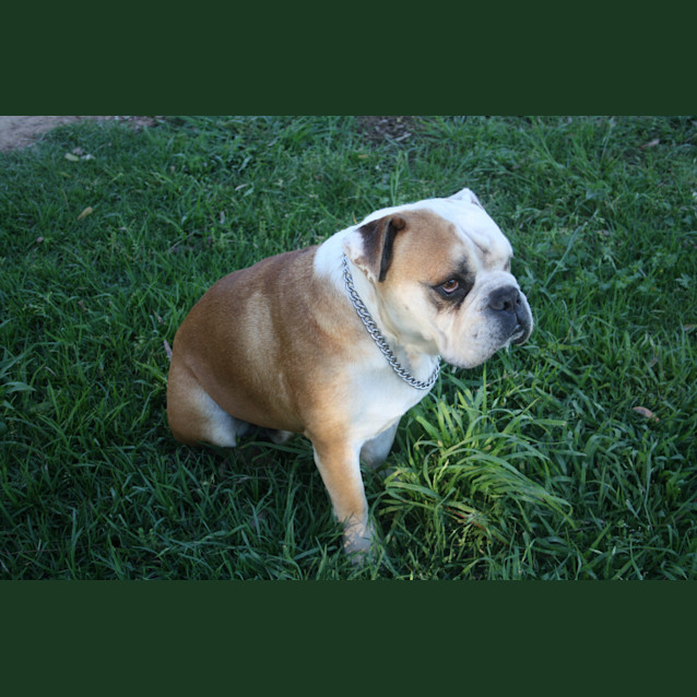 Photo of Oscar