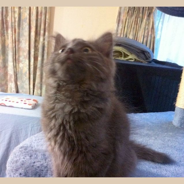 Photo of Bobble   Special Needs   On Trial In His New Home!