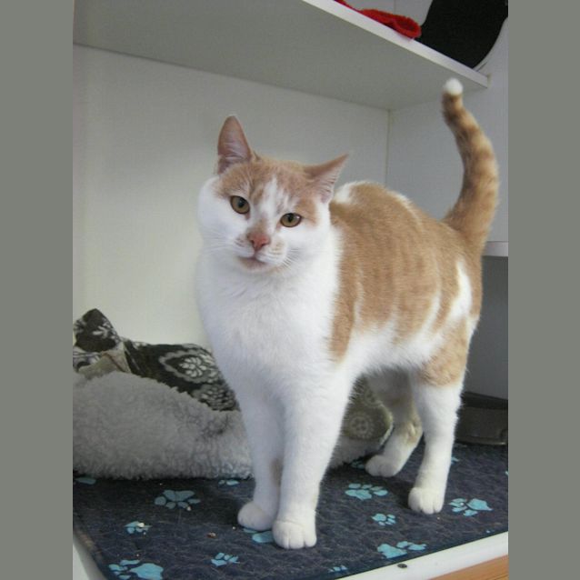 Photo of Snook