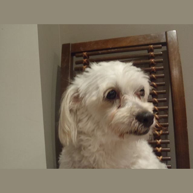 Photo of Lu Lu
