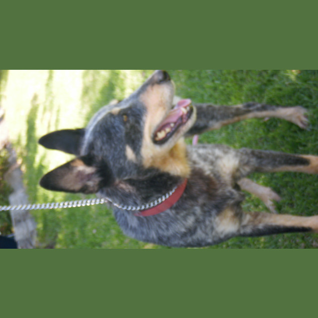 Photo of Bluie