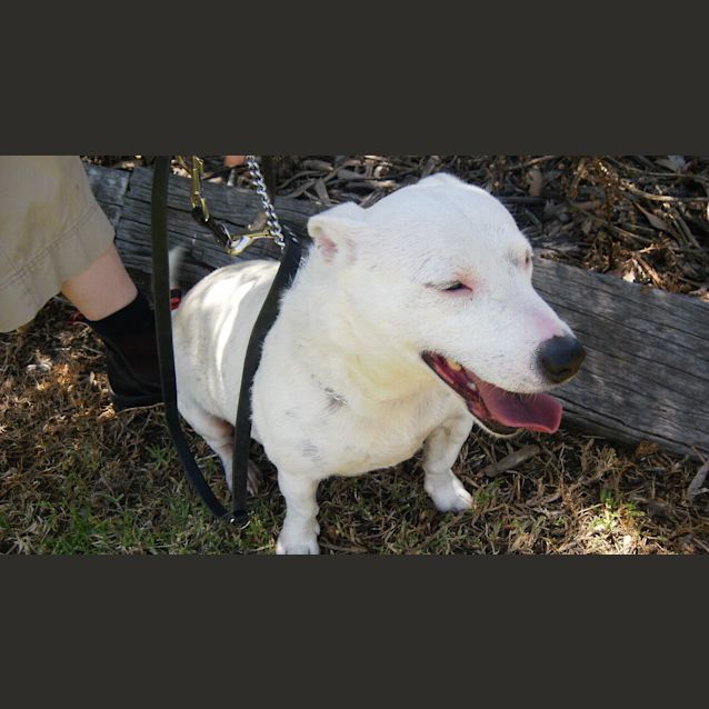 Photo of Pepper (Adoption Pending)