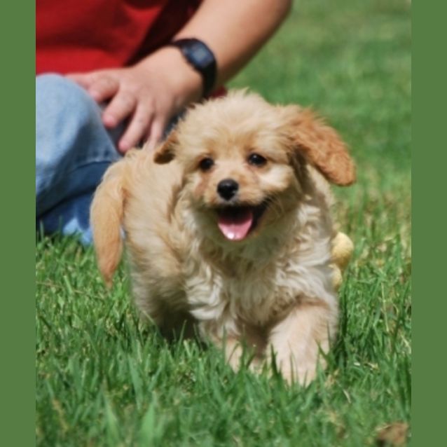 Photo of Daisy Cavoodle