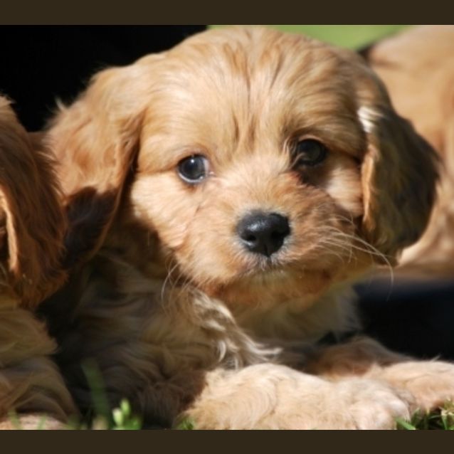 Photo of Daisy Cavoodle