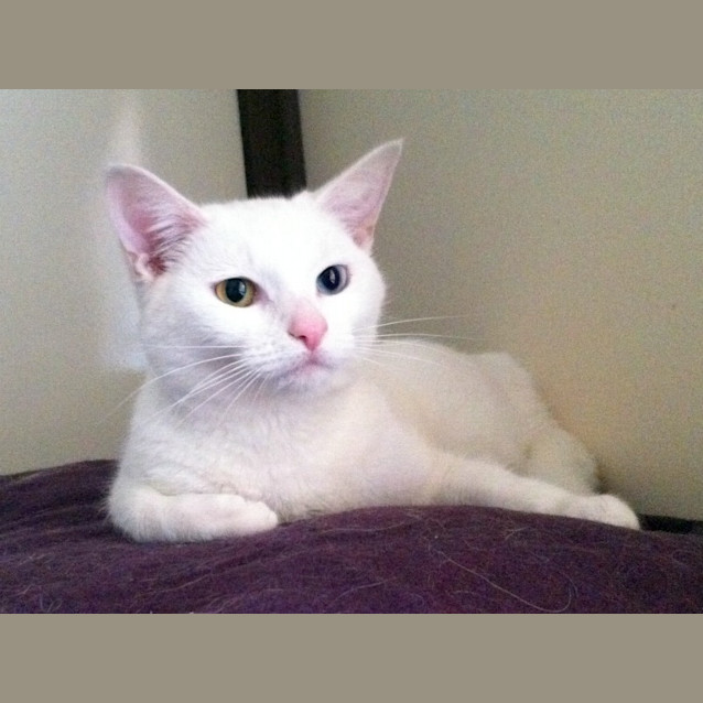 Photo of Lily   On Trial In Her New Home!