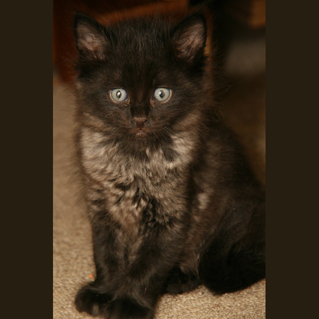 Photo of Indy