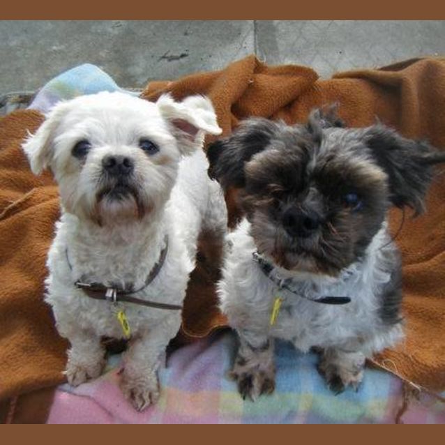 Photo of Kenji & Scruffy (To Be Rehomed Together)