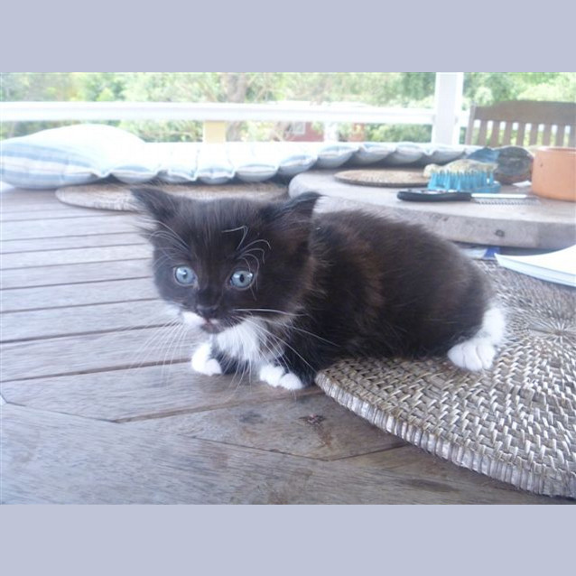 Photo of Ruby