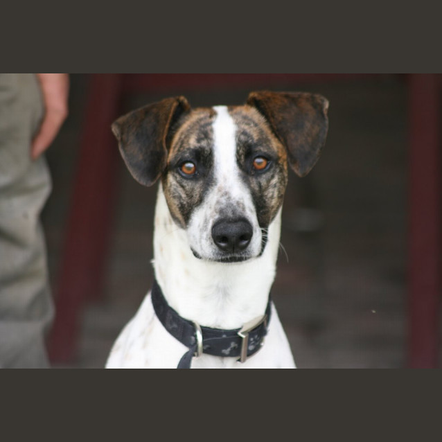 Photo of Darcy