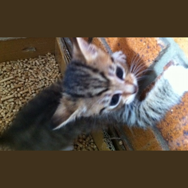 Photo of Treacle
