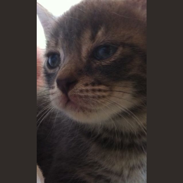 Photo of Trinket