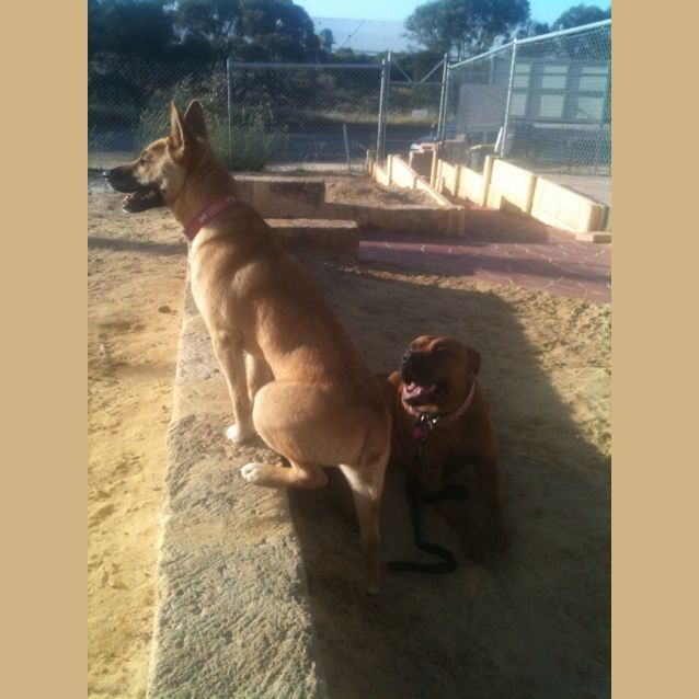 Photo of Bindi Av352