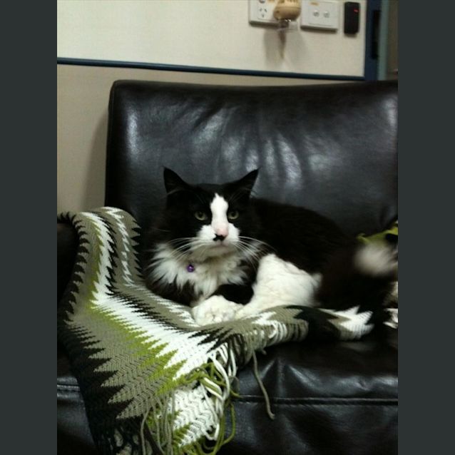 Photo of C09043 "Max"