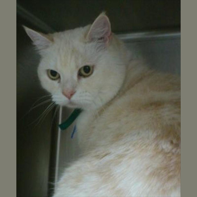 Photo of C5290 Dexter