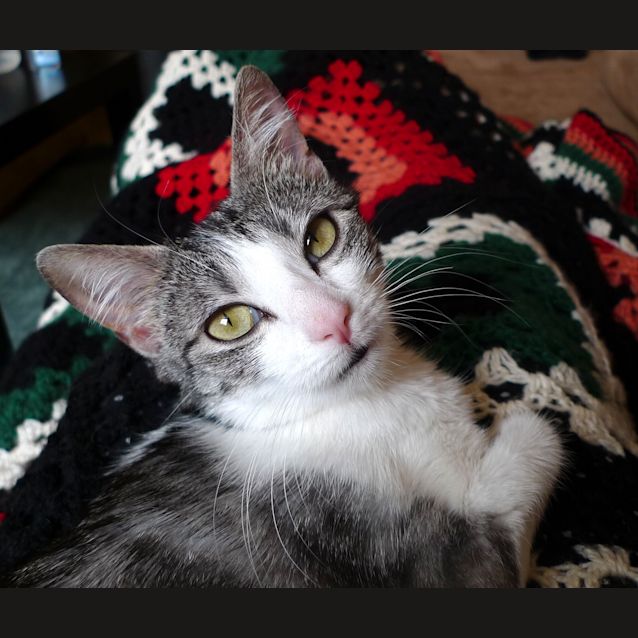 Photo of Bo
