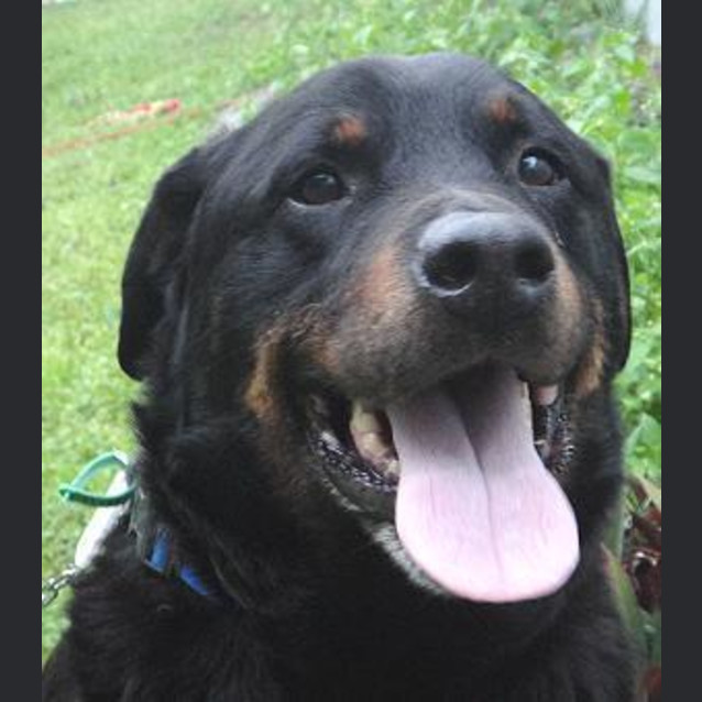 Photo of Samson