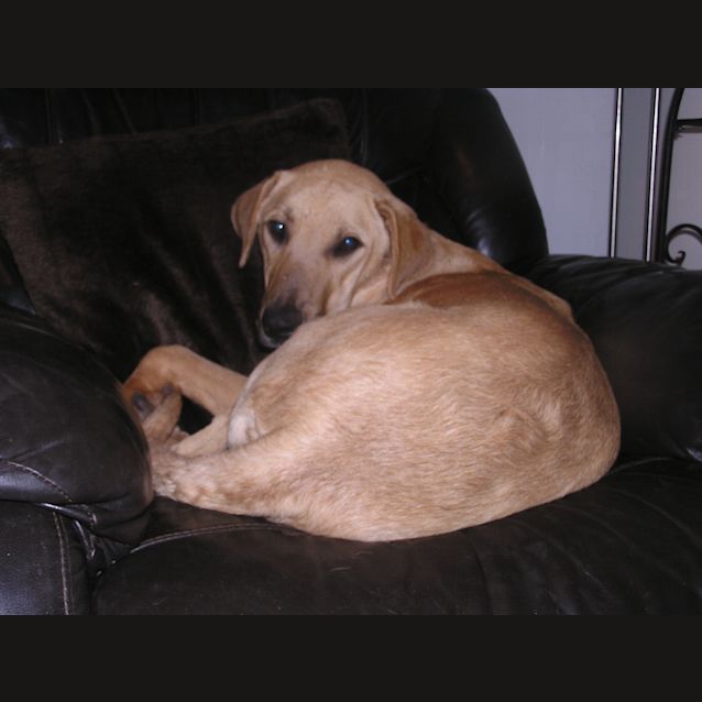 Photo of Tye Adopted