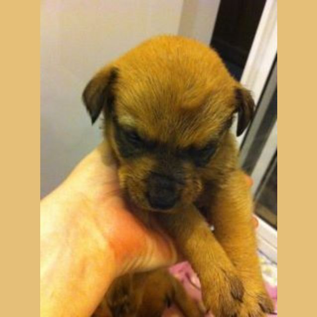 Photo of Av340 *Adoption Pending*