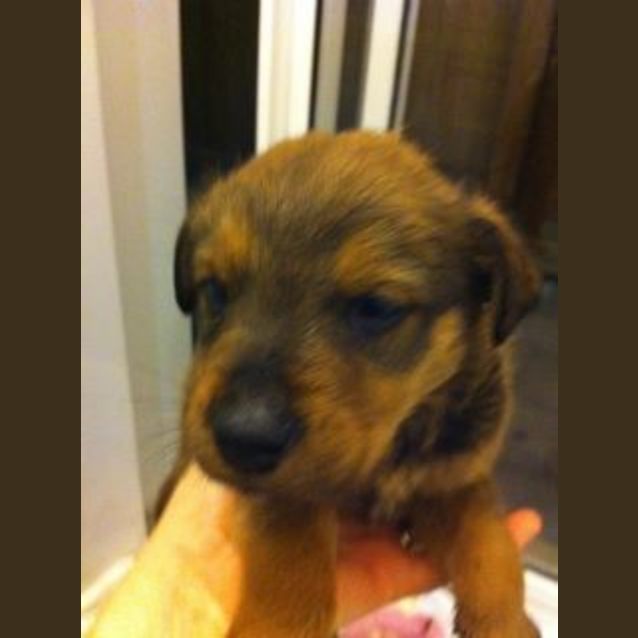 Photo of Av343 *Adoption Pending*