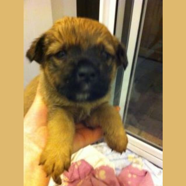 Photo of Av344 *Adoption Pending*
