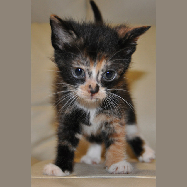 Photo of Petunia