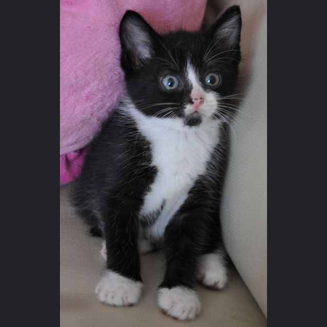 Photo of Otis
